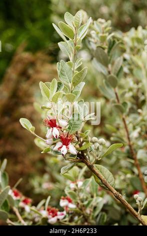 ACCA sellowiana aka Feijoa blühende Pflanze in der Myrtenfamilie, Myrtaceae. Ein immergrüner Strauch mit essbaren weißen und roten Blüten und grau-grünen Blättern Stockfoto