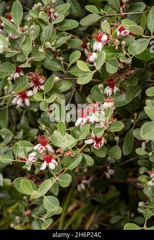 ACCA sellowiana aka Feijoa blühende Pflanze in der Myrtenfamilie, Myrtaceae. Ein immergrüner Strauch mit essbaren weißen und roten Blüten und grau-grünen Blättern Stockfoto