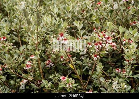 ACCA sellowiana aka Feijoa blühende Pflanze in der Myrtenfamilie, Myrtaceae. Ein immergrüner Strauch mit essbaren weißen und roten Blüten und grau-grünen Blättern Stockfoto