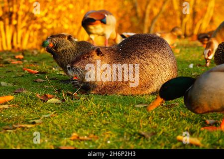 Coypu am Futterplatz, umgeben von Stockenten und ägyptischen Gänsen. Stockfoto