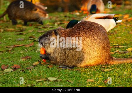 Ein Coypu sicherte während der Fütterung eine Karotte. Stockfoto