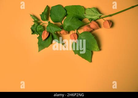 Ein Zweig der Physalis-Pflanze liegt auf einem orangefarbenen Papierhintergrund. Speicherplatz kopieren. Herbsthintergrund Stockfoto
