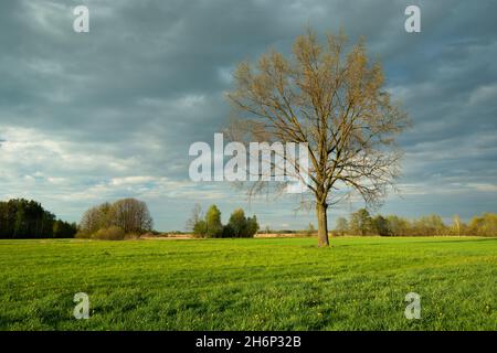 Eiche auf der Wiese, wolkige Frühlingsansicht Stockfoto