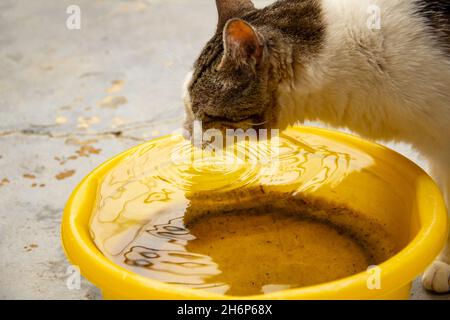 Goiânia, Goias, Brasilien – 16. November 2021: Eine tabby Katze trinkt Wasser aus einer gelben Schale. Stockfoto