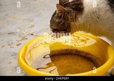 Goiânia, Goias, Brasilien – 16. November 2021: Eine tabby Katze trinkt Wasser aus einer gelben Schale. Stockfoto