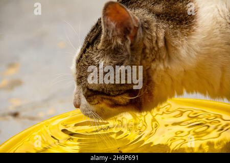 Goiânia, Goias, Brasilien – 16. November 2021: Eine tabby Katze trinkt Wasser aus einer gelben Schale. Stockfoto