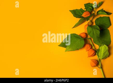 Ein Zweig der Physalis-Pflanze auf orangefarbenem Hintergrund. Herbsthintergründe, Kopierbereich Stockfoto