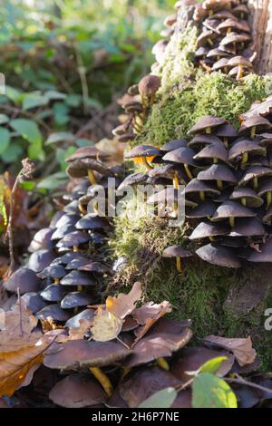 Cluster von Pilzen (Pilze) auf Baumbasis Stockfoto