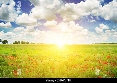 Grünes Feld und Sonnenaufgang am blauen Himmel. Vor dem Hintergrund von Weizenohren hell scharlachrote Mohnblumen. Stockfoto