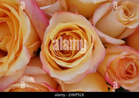 Schönes Bouquet von fröhlichen frischen orangen und rosa Rosen und Blumen an einem sonnigen Sommertag. Stockfoto