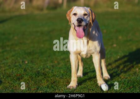 Schöne junge Golden Labrador im Freien auf einem herbstlichen Hintergrund dargestellt. Stockfoto