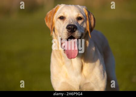 Schöne junge Golden Labrador im Freien auf einem herbstlichen Hintergrund dargestellt. Stockfoto