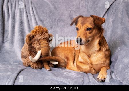 Rotschopf Hund und Plüsch Spielzeug auf grauem Hintergrund Porträt close up Stockfoto