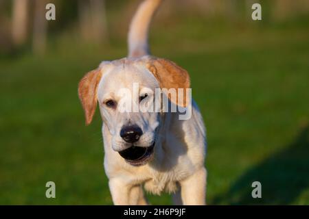 Schöne junge Golden Labrador im Freien auf einem herbstlichen Hintergrund dargestellt. Stockfoto