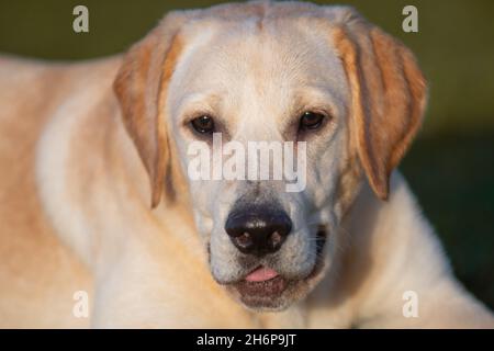 Schöne junge Golden Labrador im Freien auf einem herbstlichen Hintergrund dargestellt. Stockfoto