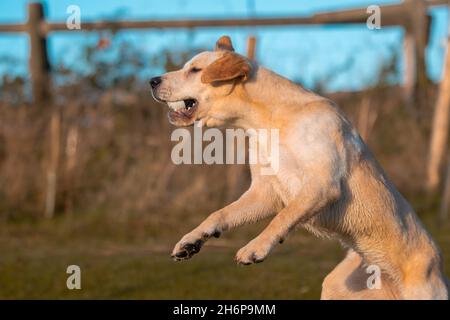 Schöne junge Golden Labrador im Freien auf einem herbstlichen Hintergrund dargestellt. Stockfoto