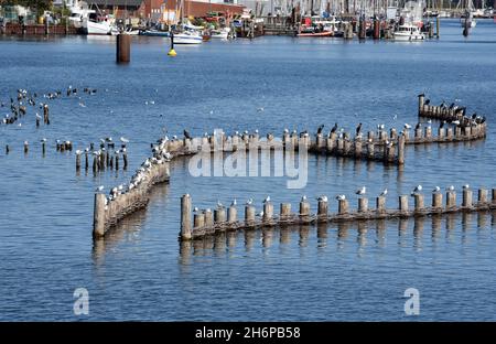 Heringszaun in der Stadt Kappeln ist ein einmaliges Dokument des Fischfangs in der Schlei. Es ist der letzte noch funktionstüchtige Heringszaun Stockfoto