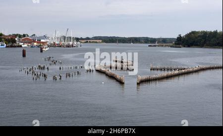 Heringszaun in der Stadt Kappeln ist ein einmaliges Dokument des Fischfangs in der Schlei. Es ist der letzte noch funktionstüchtige Heringszaun Stockfoto