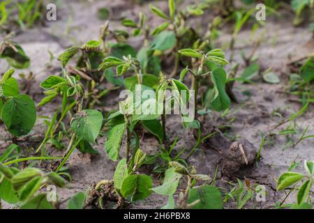 Sojabohnen Jungpflanzen auf dem Feld stammt grüne Sojabohnen in der Zeit des aktiven Wachstums. Probleme mit Saatgut. Keine Sojabohnen auf dem Feld gekeimt. Schlechtes Saatgut Stockfoto