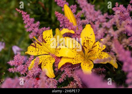 Helles Blumenarrangement aus gelben Lilien und rosa Astilba. Blumen im Garten in Regentropfen Stockfoto