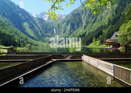 Forellenzucht in den österreichischen Alpen der Region Schladming-Dachtein (Steiermark in Österreich) Stockfoto