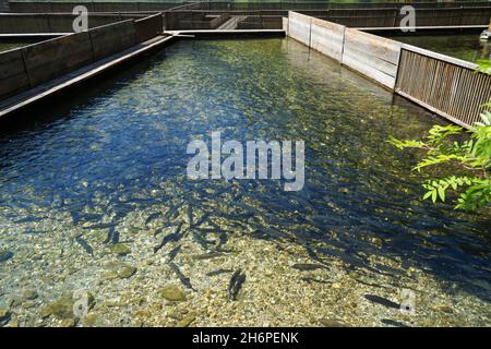 Forellenzucht in den österreichischen Alpen der Region Schladming-Dachtein (Steiermark in Österreich) Stockfoto