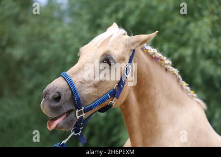 Fröhliche morgan Stute zeigt uns ihre gesunden Zähne auf der Sommertrainingstrecke. Reinrassige Pferde lachen. Lachende Stute auf dem Feld Stockfoto