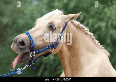 Fröhliche morgan Stute zeigt uns ihre gesunden Zähne auf der Sommertrainingstrecke. Reinrassige Pferde lachen. Lachende Stute auf dem Feld Stockfoto