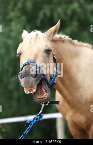 Fröhliche morgan Stute zeigt uns ihre gesunden Zähne auf der Sommertrainingstrecke. Reinrassige Pferde lachen. Lachende Stute auf dem Feld Stockfoto