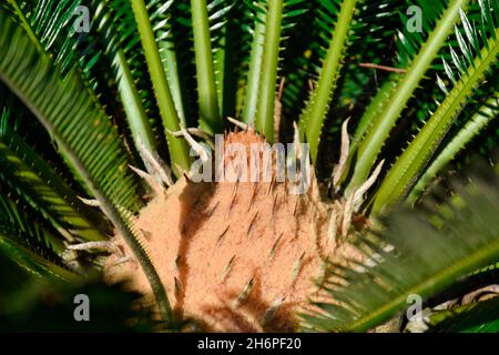 Cycas revoluta, ist eine Art von Gymnosperm in der Familie Cycaceaecommonly bekannt als Sagopalme Stockfoto