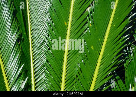 Lange, schmale, spitz-grüne Sago-Palme Cycas revoluta, Blätter Stockfoto