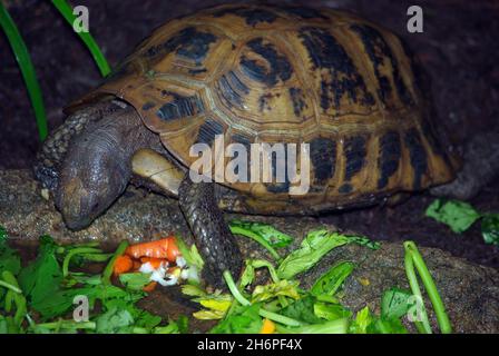 Die längliche Schildkröte (Indotestudo elongata) füttert Gemüse Stockfoto