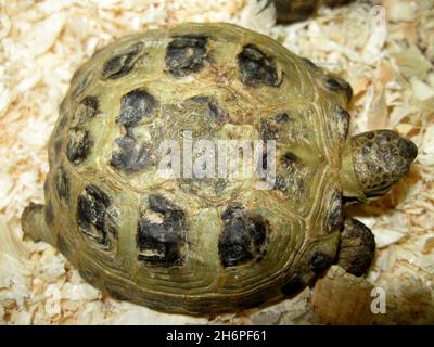 Neu geschlüpfte Mittelmeer-Schildkröte (Testudo graeca) Stockfoto