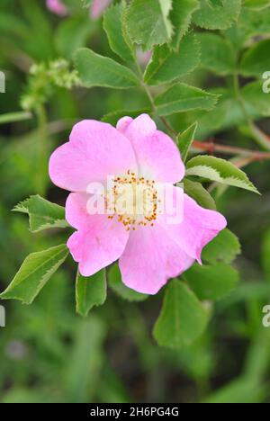 Rosa Hunde-Rosenblüte Gegen Grüne Blätter Im Freien. Nahaufnahme der Wildblume (Rosa Canina) mit perfekten Blütenblättern in Dänemark. Stockfoto
