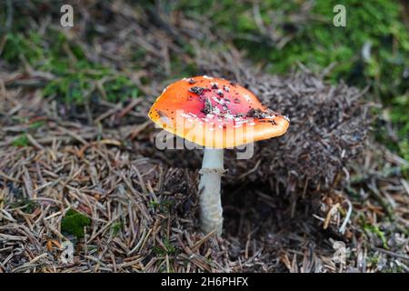 Frische Fliegengitarre auf Waldboden. Roter Pilz mit weißen Flecken. Giftig. Amanita muscaria. Stockfoto