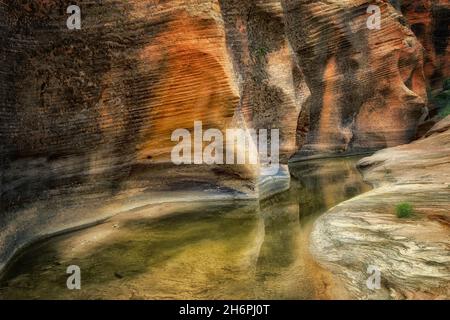 Saisonale Bachbett mit Wasser und Reflexion. Zion Nationalpark, UT Stockfoto