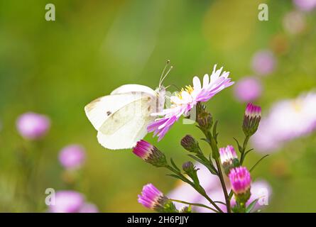Der weiße Kohlschmetterling sammelt Nektar auf der Blüte eines Asters. Nahaufnahme von Insekten. Stockfoto