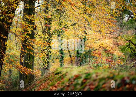 Herbstblätter, Chipping, Preston, Lancashire, Großbritannien. Stockfoto