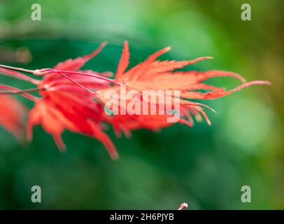 Herbstblätter, Chipping, Preston, Lancashire, Großbritannien. Stockfoto