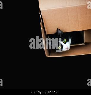 Tuxedo-Katze in einem Karton. Intensive Augen. Isoliert auf schwarzem Hintergrund. Leerzeichen für Text. Stockfoto