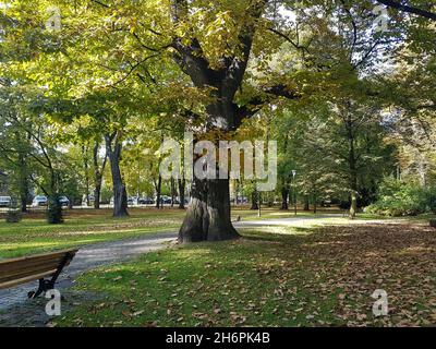 Park mit gefallenen Blättern im Frühherbst Stockfoto