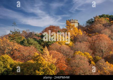 FORRES MORAY SCOTLAND NELSON RAGT ÜBER EINEN BLAUEN HIMMEL UND FARBENFROHE HERBSTBÄUME Stockfoto