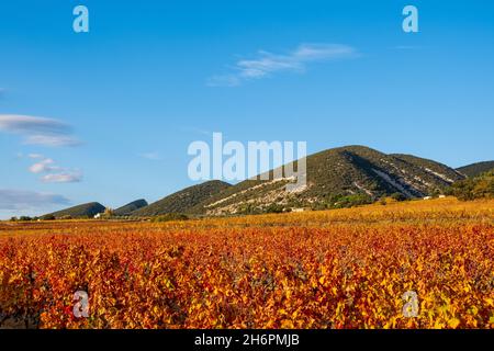 Die Weinberge von Cotes de Rhone treffen auf die Hügel des Naturparks Régional des Baronnies Provençales, Stockfoto