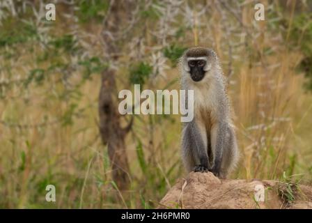 Grüner Affe - Chlorocebus aethiops, schöner populärer Affe aus westafrikanischen Büschen und Wäldern, See Mburo, Uganda. Stockfoto