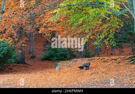 FORRES MORAY SCOTLAND NELSON TOWER WALK HERBST FARBENFROHE BUCHENBLÄTTER UND EIN SITZ Stockfoto