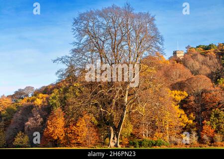 FORRES MORAY SCHOTTLAND DER NELSON-TURM IST VON BUNTEN HERBSTBLÄTTERN UMGEBEN Stockfoto