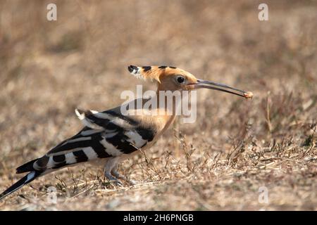 Eurasische Wiedehopf (Upupa Epops) Stockfoto