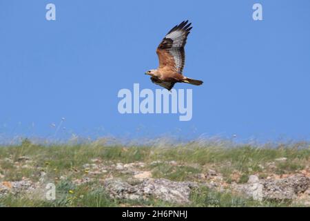 Fliegender langbeiniger Bussard (Buteo rufinus) Stockfoto