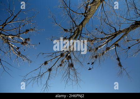 Krähen nisten gegen blauen Himmel Stockfoto