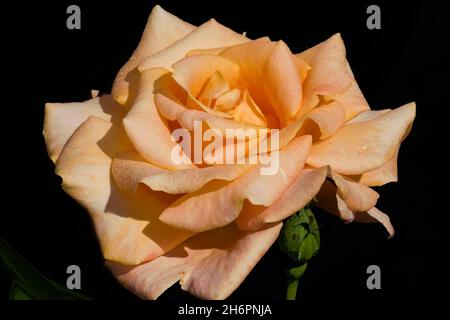 Orangefarbene Rose vor schwarzem Hintergrund Stockfoto